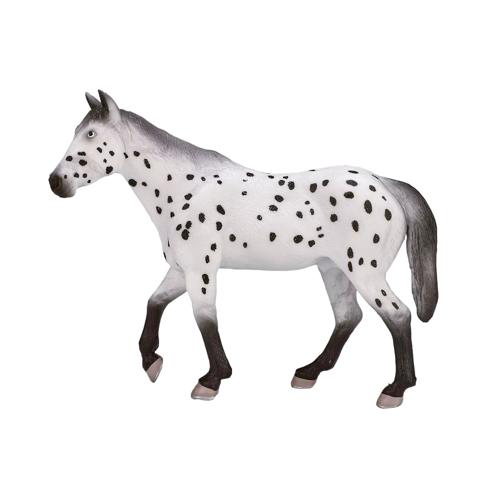 MOJO - Appaloosa Stallion