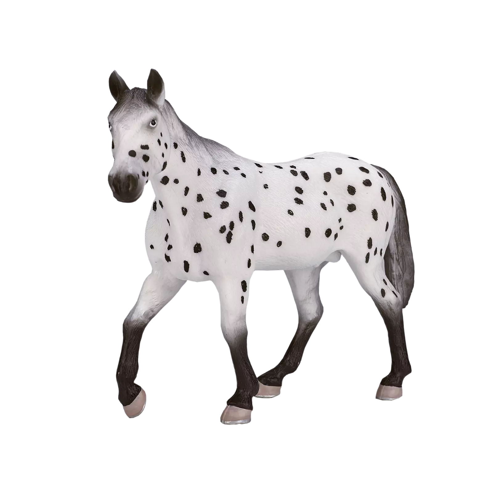 MOJO - Appaloosa Stallion