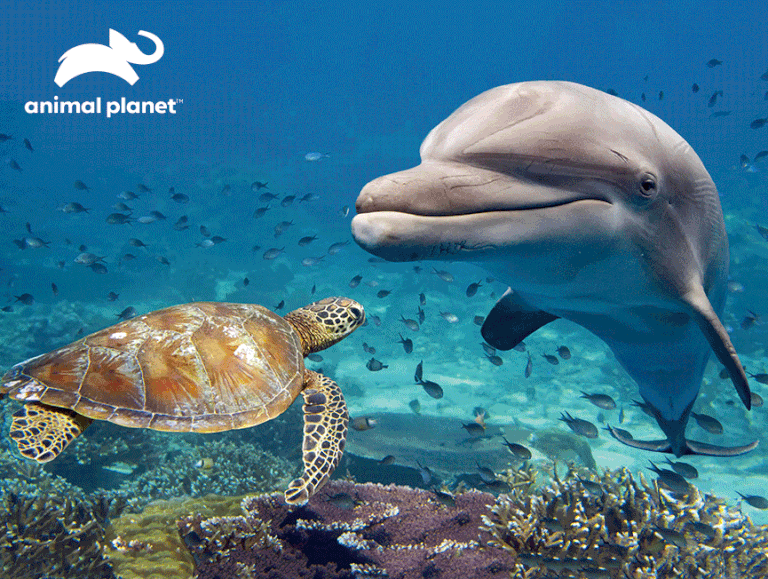 Prime 3D Animal Planet Dolphin & Turtle 500 Piece