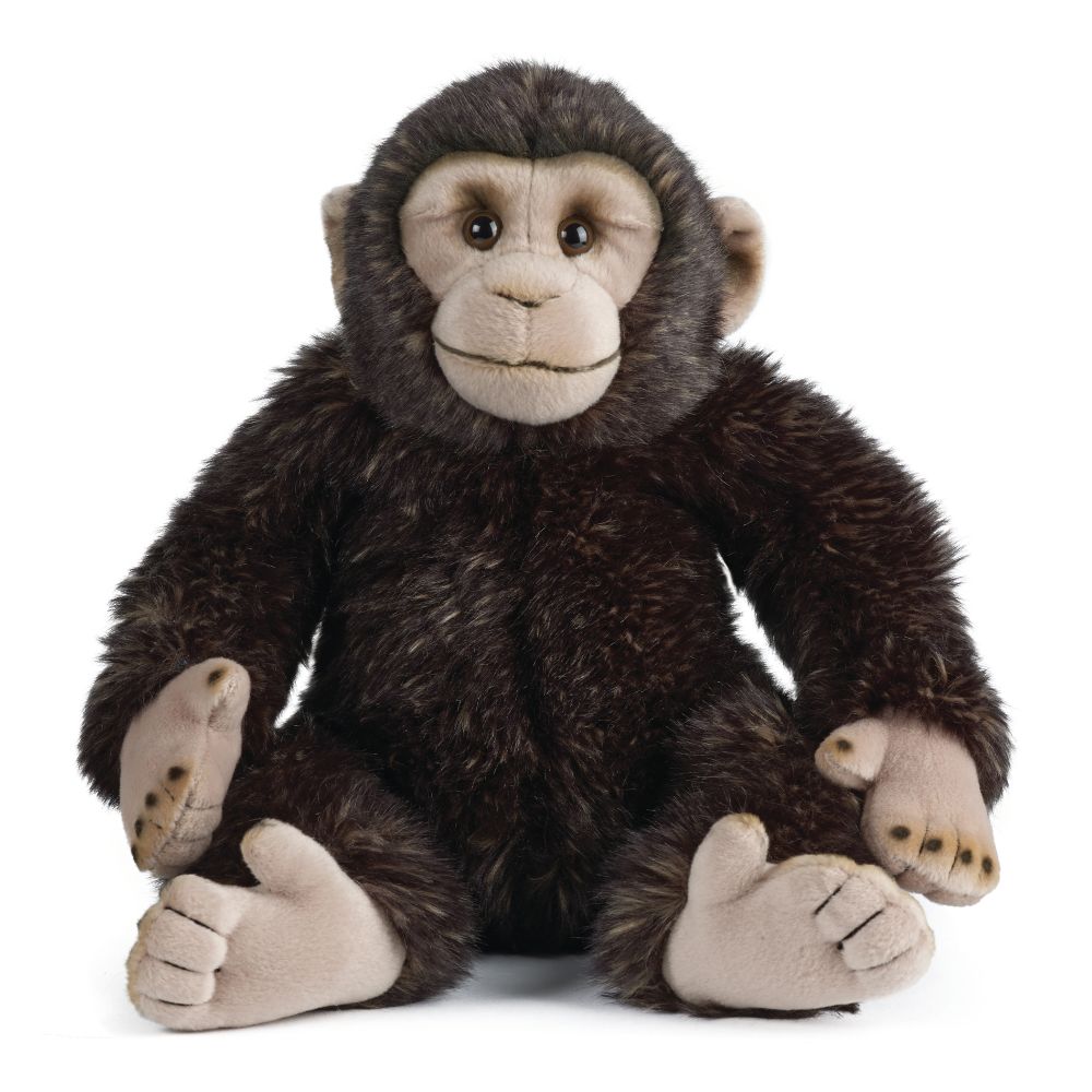 Living Nature Chimp