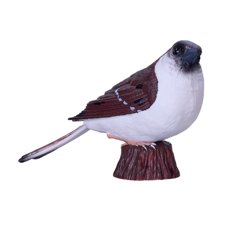 MOJO - House Sparrow