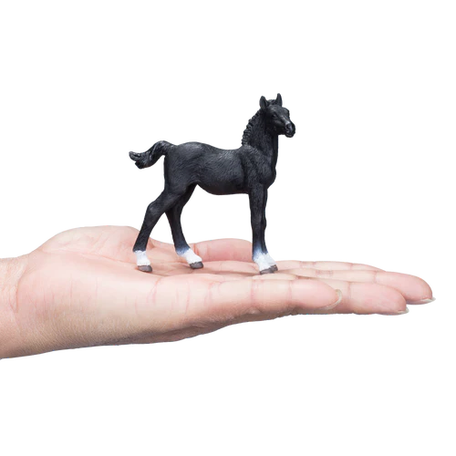 MOJO - Hanovarian Foal Black