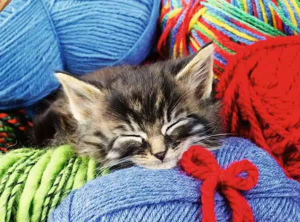 Wool Cat 100 Piece Jigsaw Puzzle