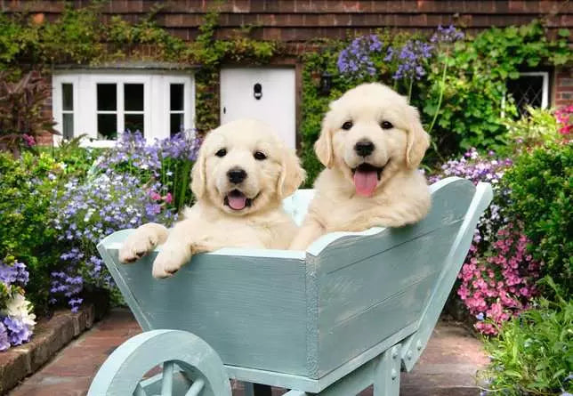 Golden Retriever 200 Piece Jigsaw Puzzle