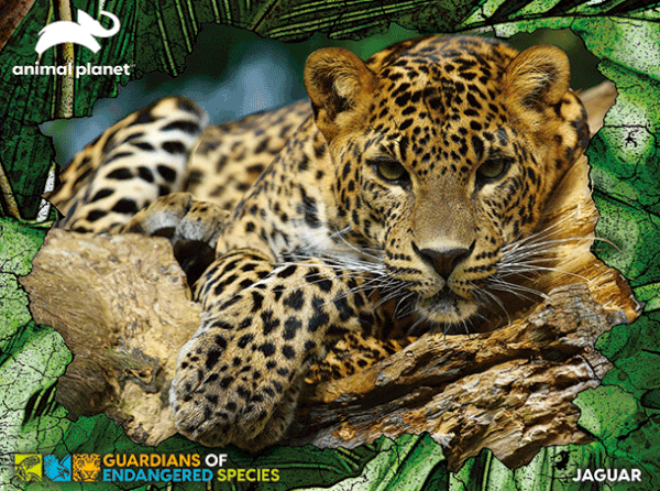 Prime 3D Animal Planet GES Jaguar 100 Piece Puzzle