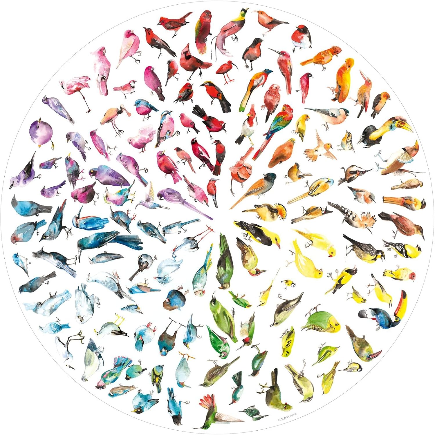 Bird Colour Wheel 500 Piece Jigsaw Puzzle