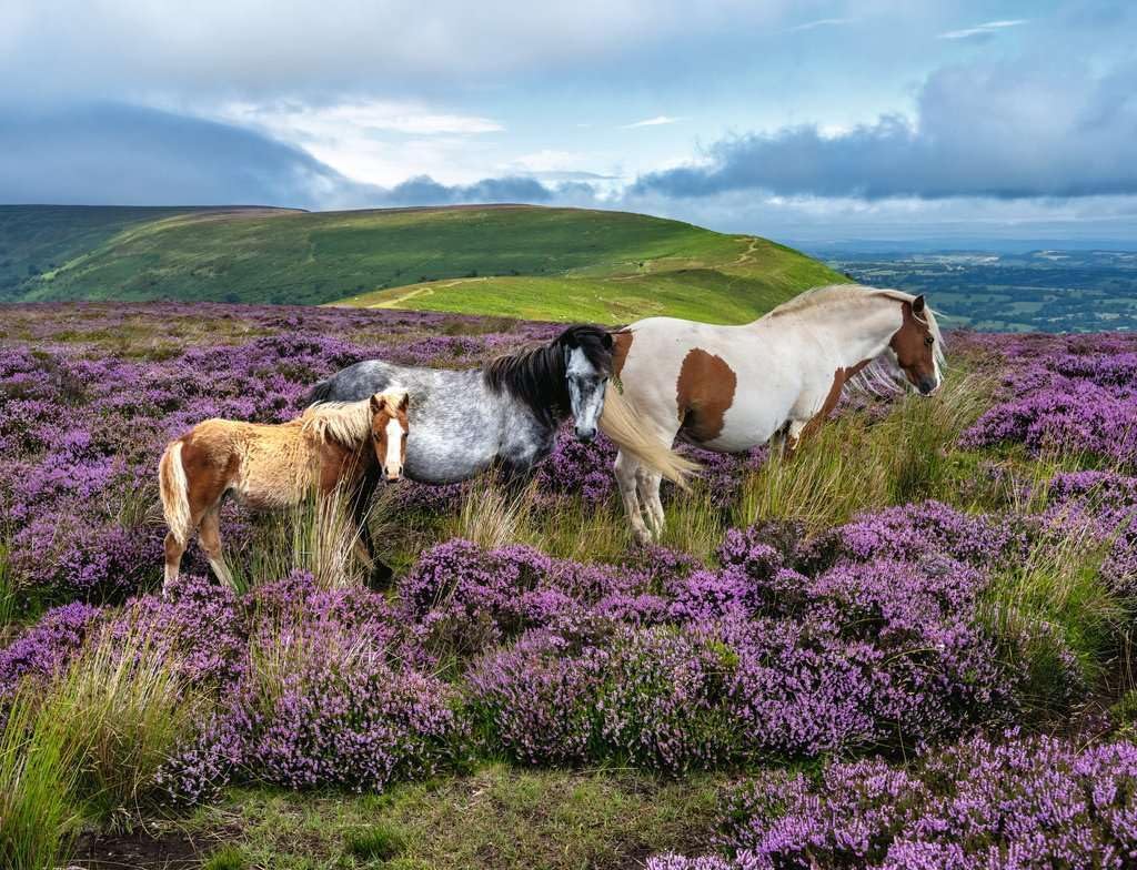 Wild Horses in the Heather 2000 Piece Jigsaw