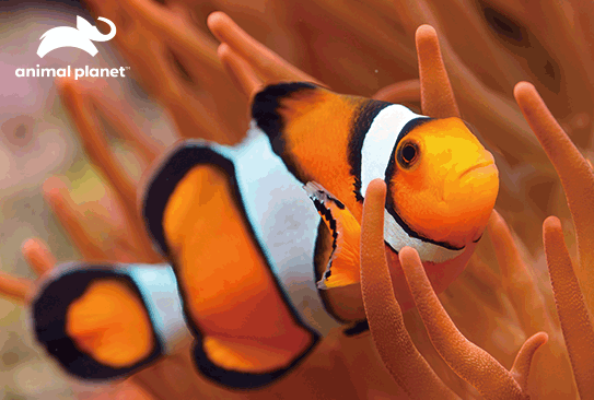 Prime 3D Animal Planet Clown Fish 150 Piece Puzzle