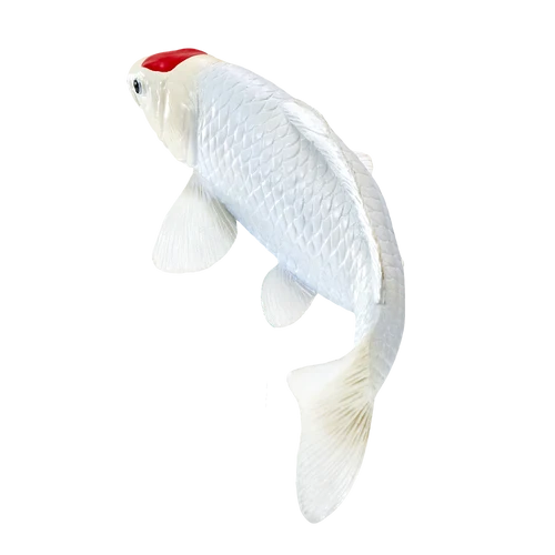 MOJO - Koi Carp - Tancho