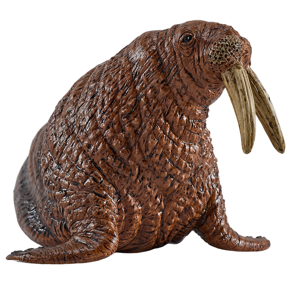 MOJO - Walrus