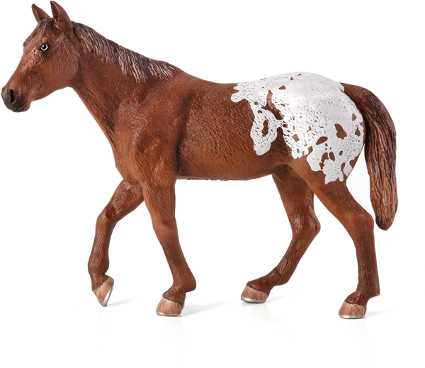 MOJO - Appaloosa Stallion Chestnut
