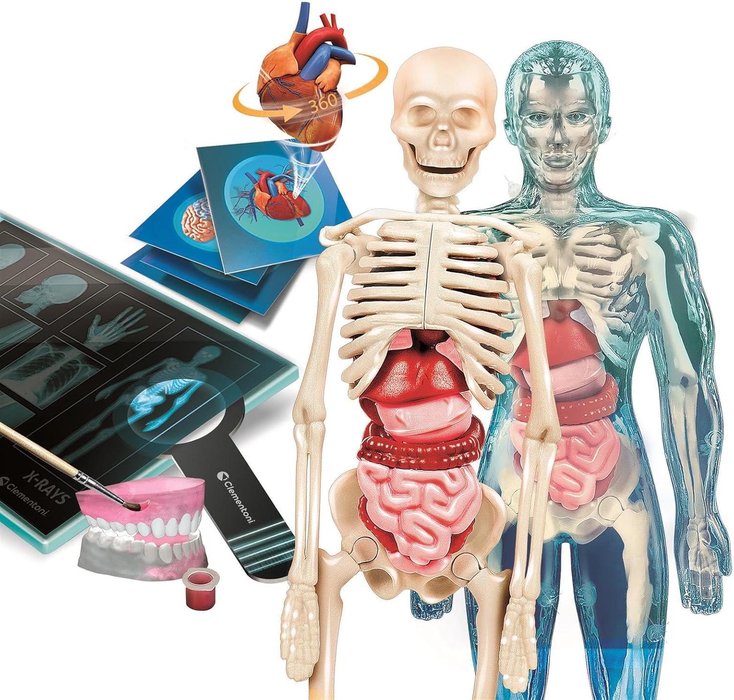 Clementoni Super Anatomy Set