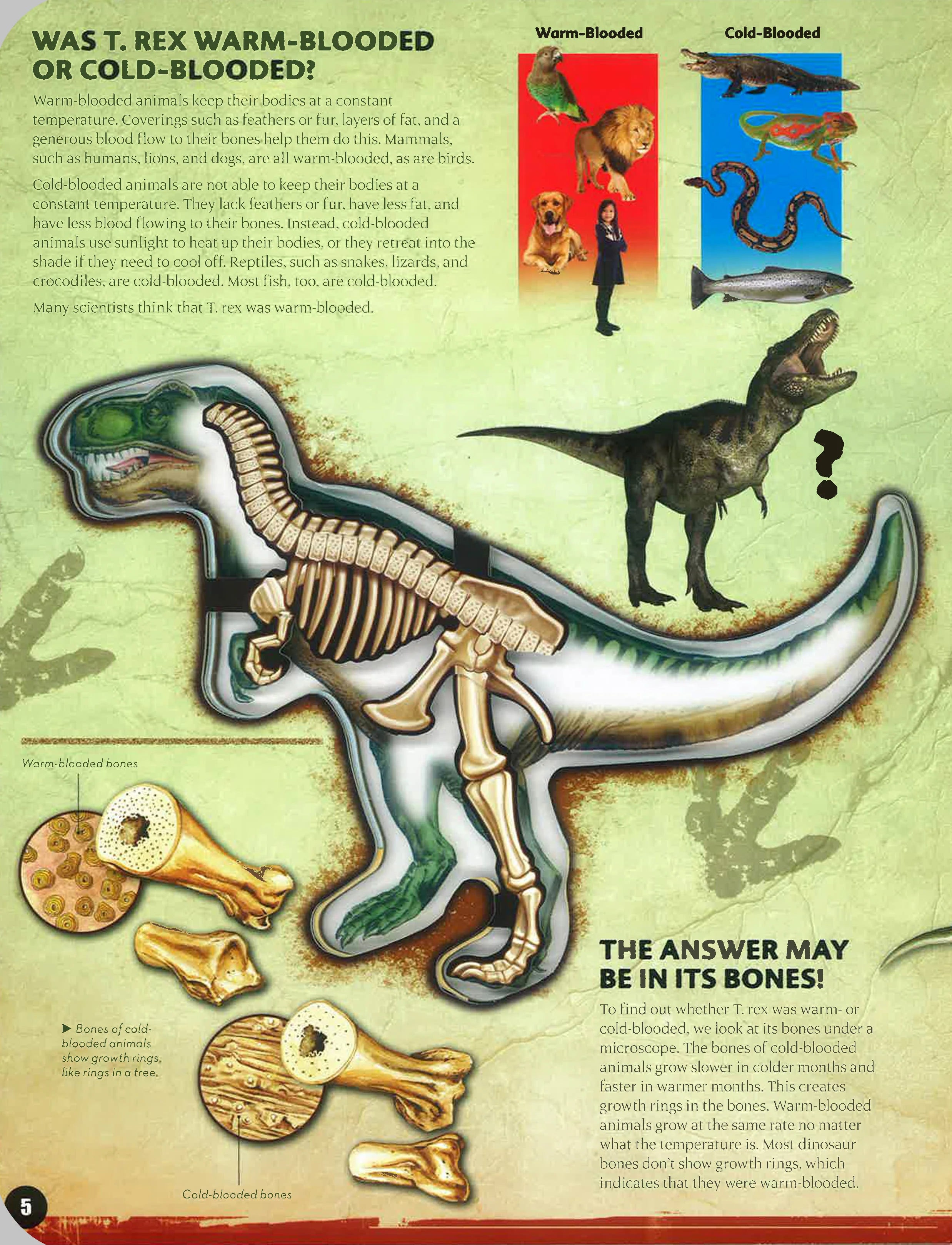 Inside Out T-Rex Book