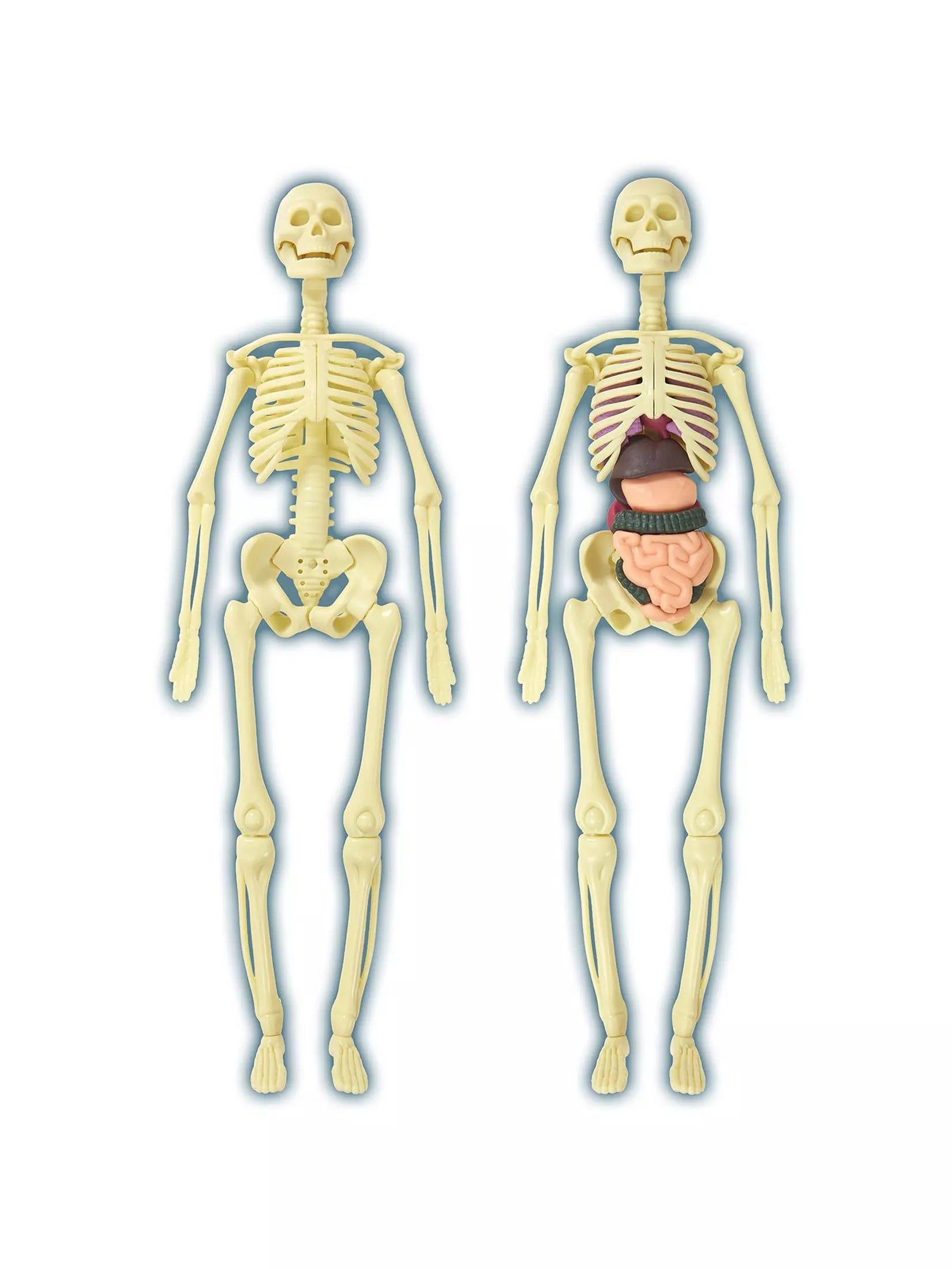 Build a Body Skeleton & Organs