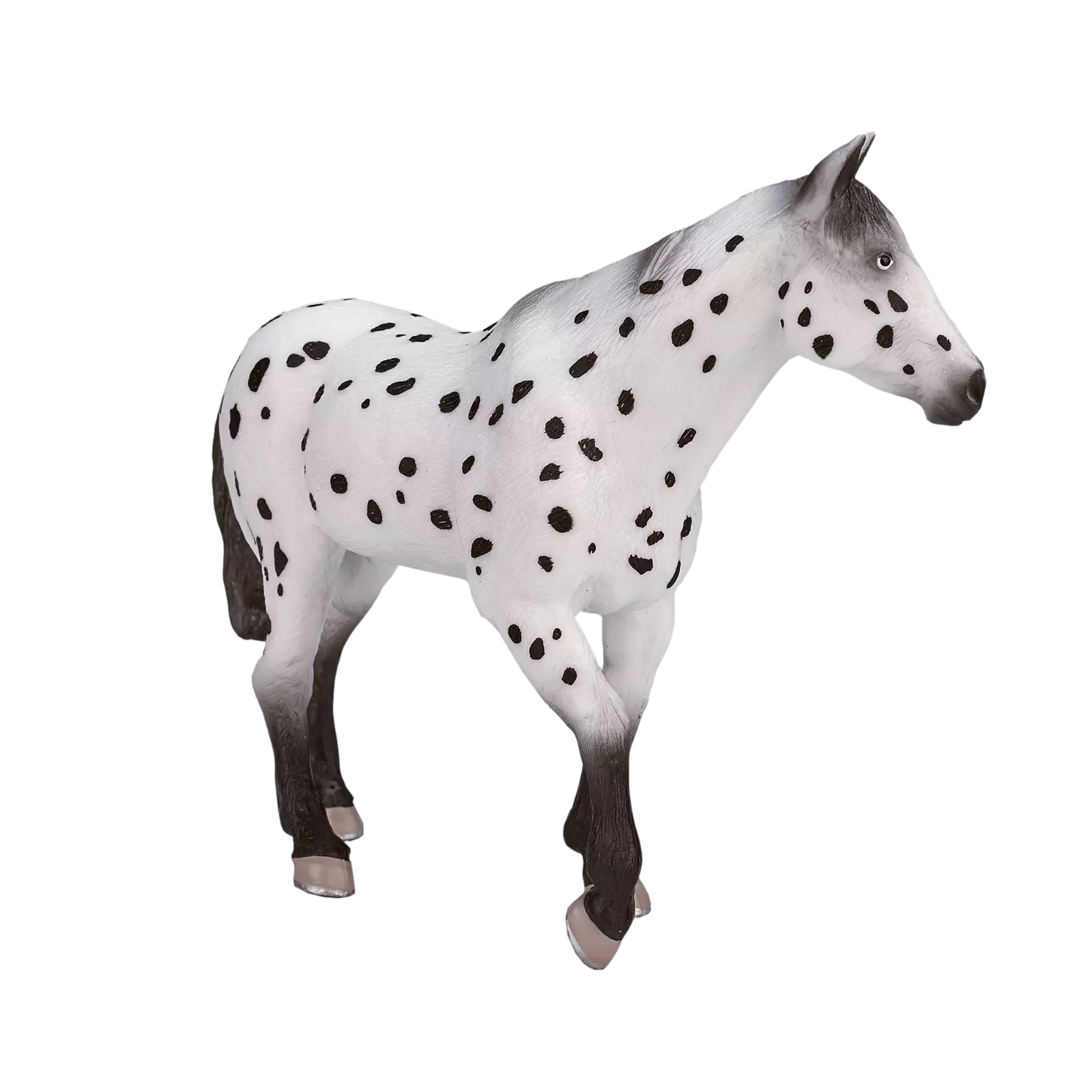MOJO - Appaloosa Stallion