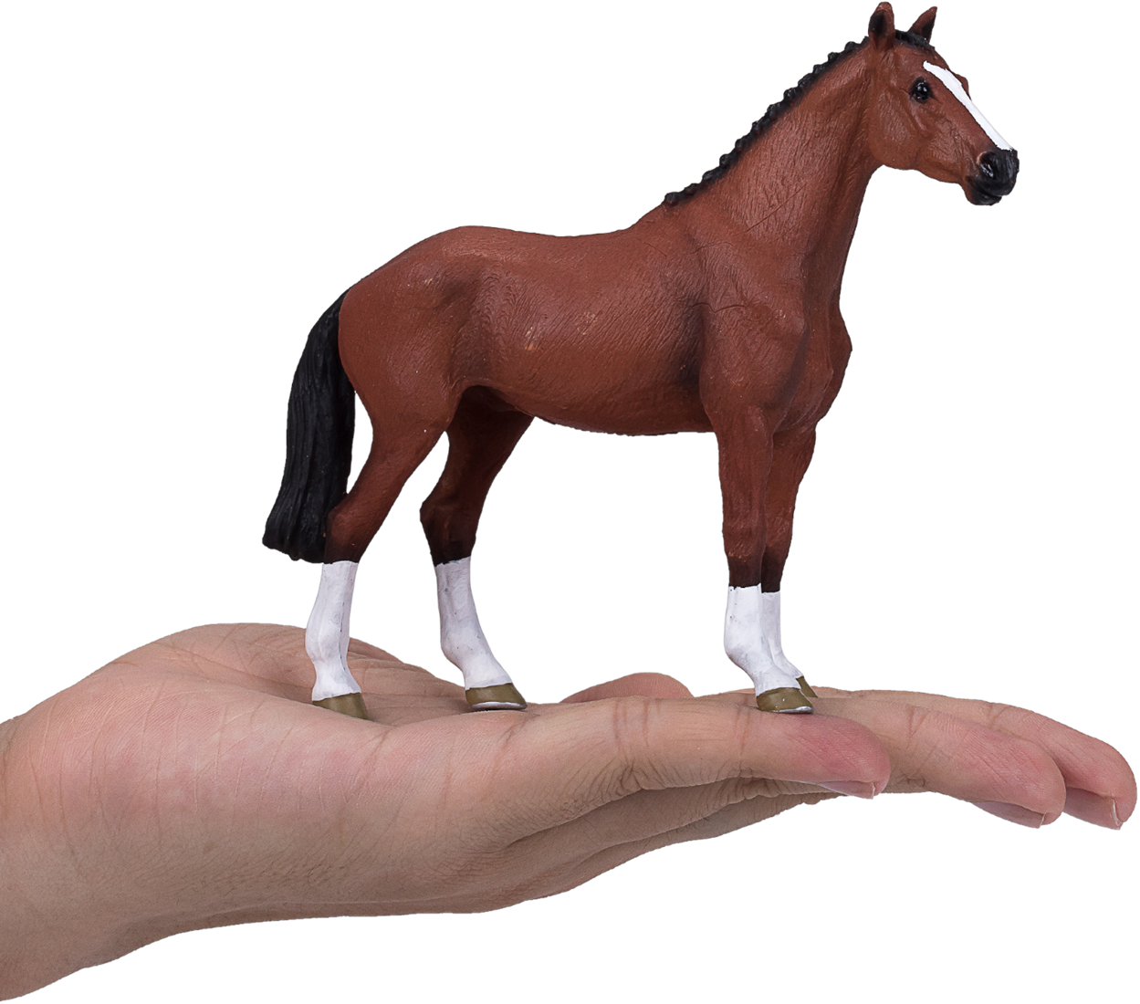 MOJO - Dutch Warmblod - Portugal