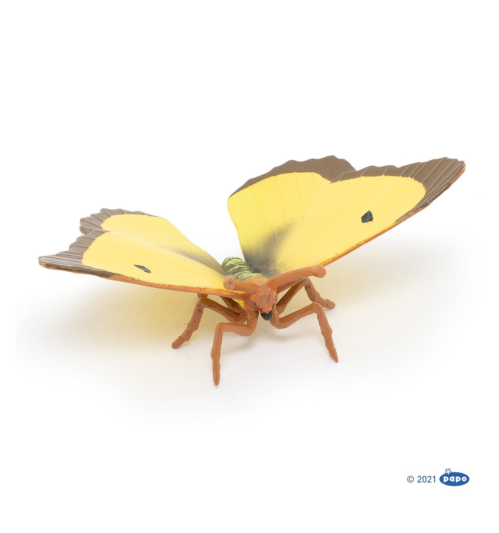 Clouded yellow buttefly