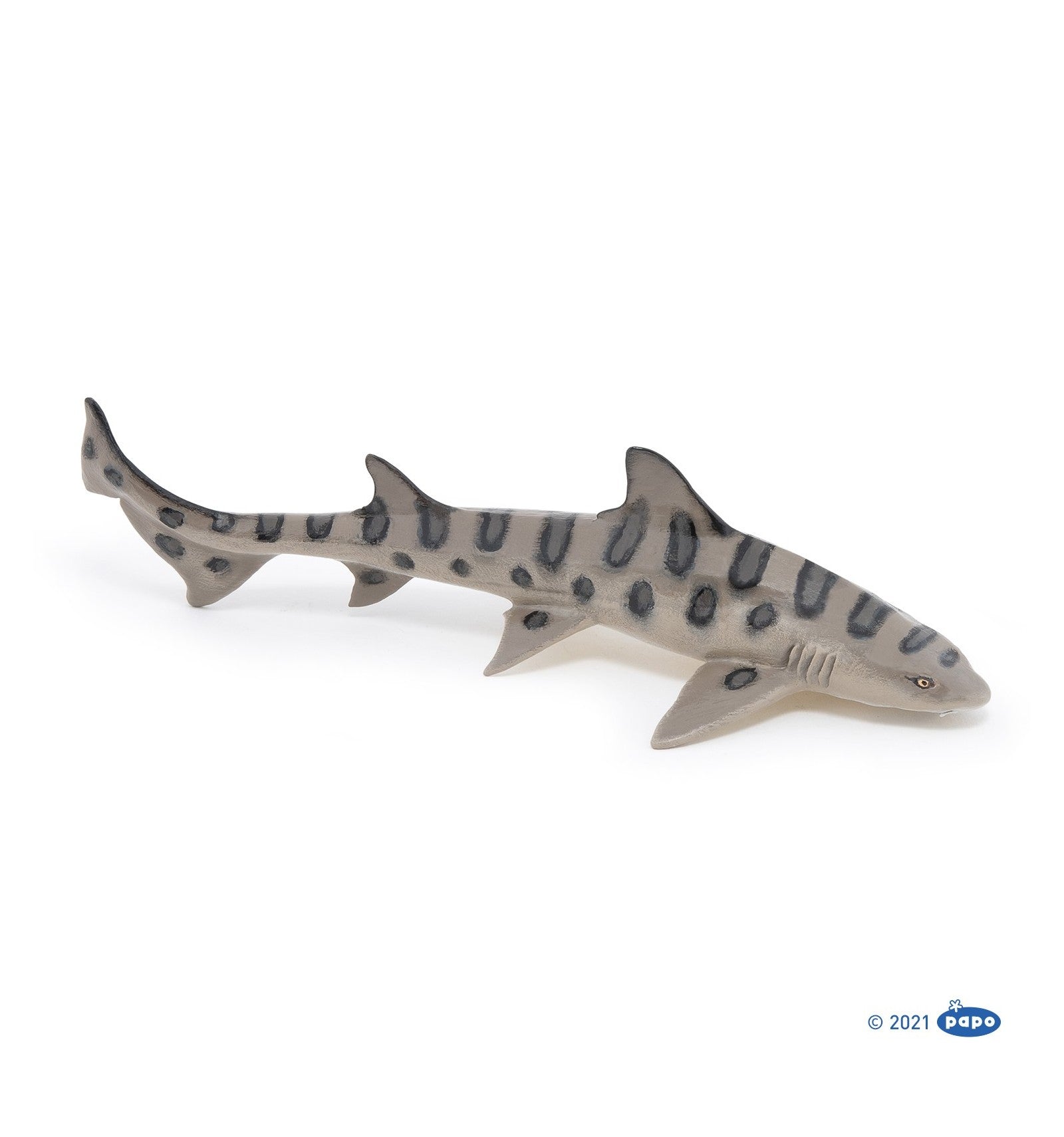 Leopard shark