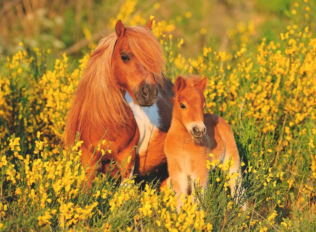 Ravensburger Shetland Pony XXL 100 piece Jigsaw