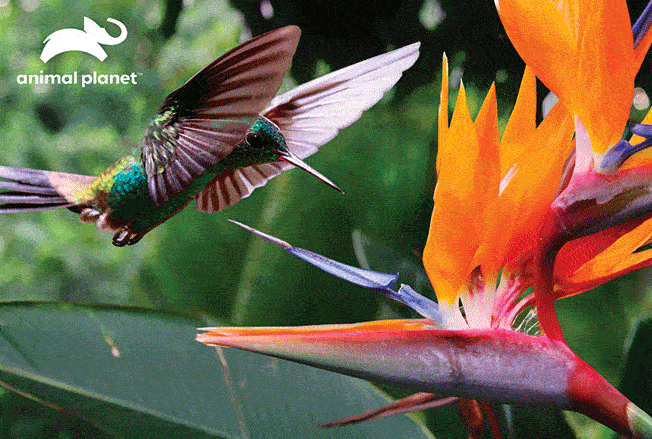 Humming Bird 150 Piece 3D Jigsaw Puzzle