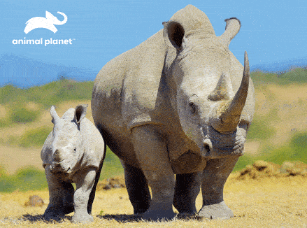 Rhinoceros 63 Piece 3D Jigsaw Puzzle