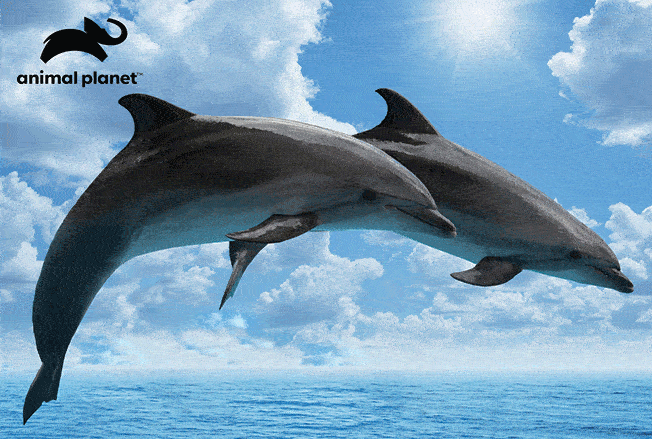 Dolphins 150 Piece 3D Jigsaw Puzzle