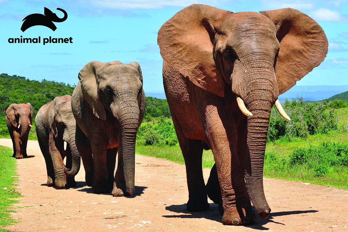 Elephants 150 Piece 3D Jigsaw Puzzle
