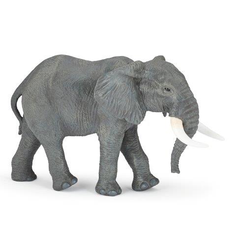 Large African elephant
