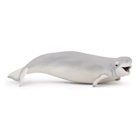 Beluga whale