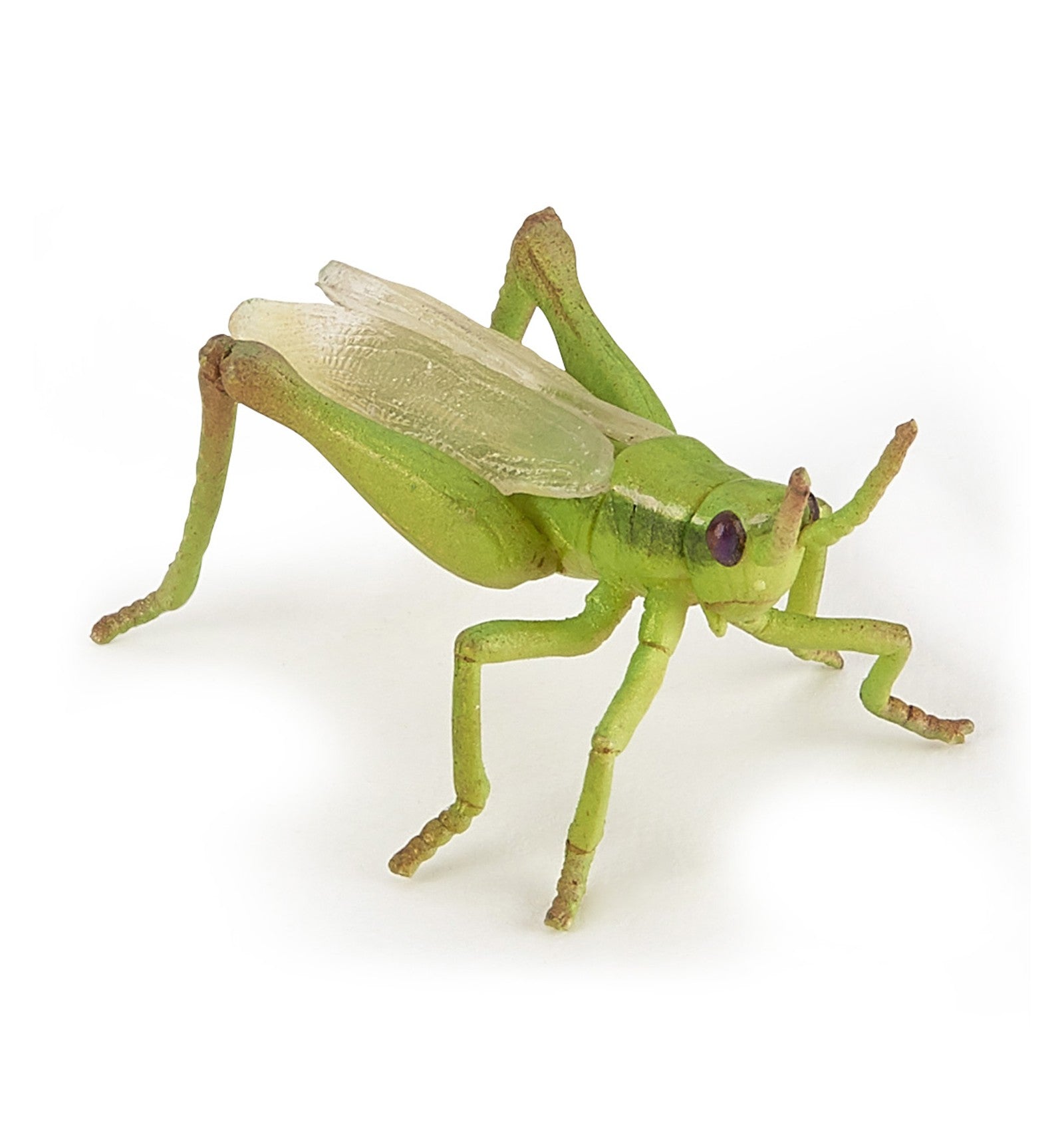 Grasshopper