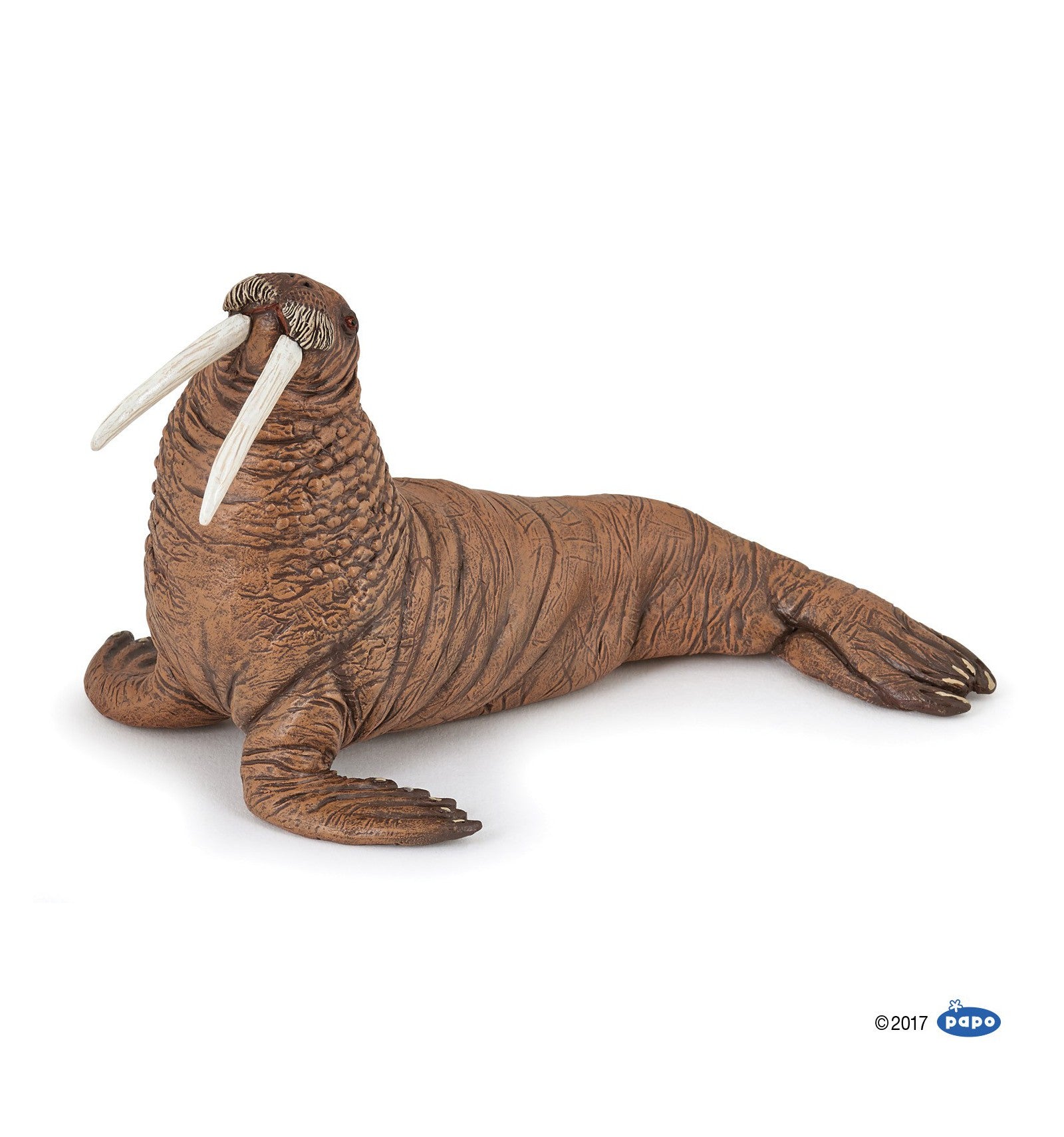 Walrus