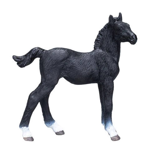 MOJO - Hanovarian Foal Black