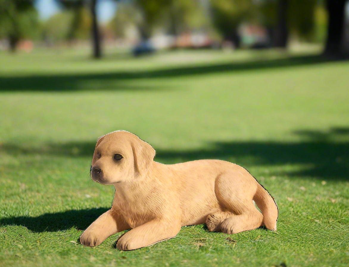 MOJO - Labrador Puppy