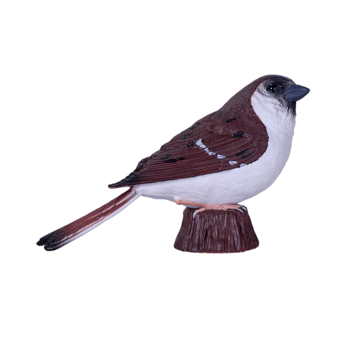 MOJO - House Sparrow