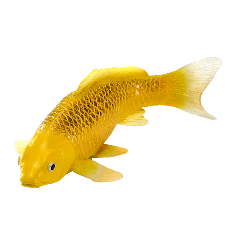 MOJO - Koi Carp - Kin Matsuba