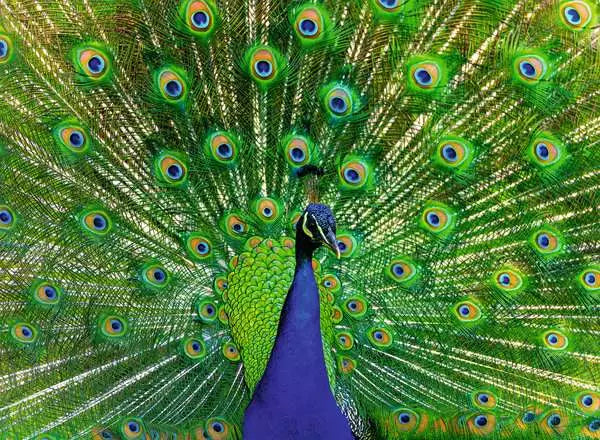 Peacock 500 Piece Jigsaw Puzzle