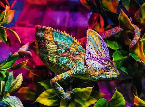 Chameleon 500 Piece Jigsaw Puzzle