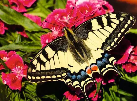 Butterfly 500 Piece Jigsaw Puzzle