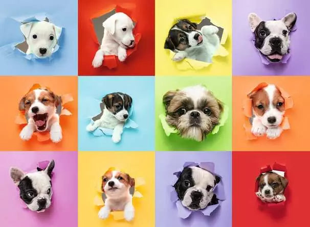 Ravensburger Puppy Pop Out XXL 300 piece Jigsaw Puzzle