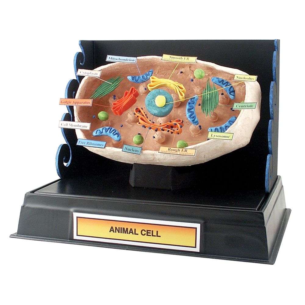 Cell Structure Project Pack