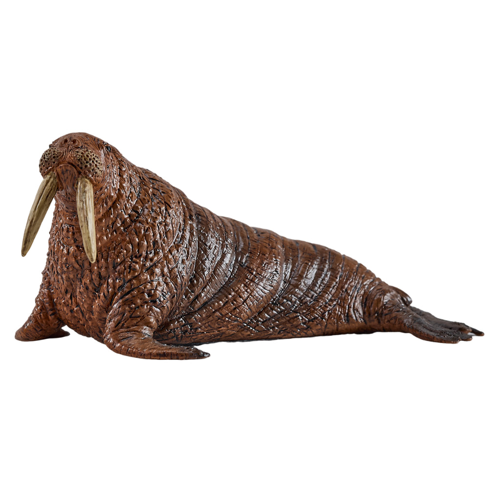MOJO - Walrus
