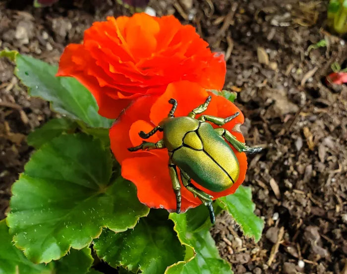 Papo European Rose Chafer