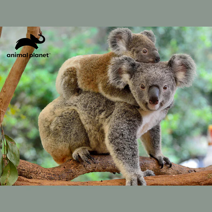 Prime 3D Animal Planet Koalas 500 pc Puzzle