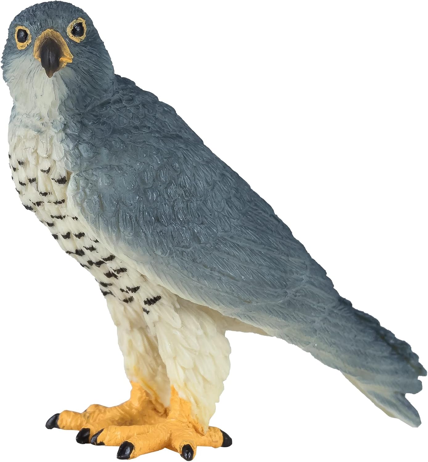 MOJO - Peregrine Falcon