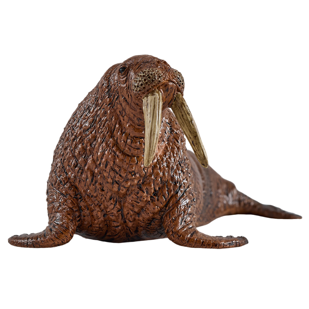 MOJO - Walrus