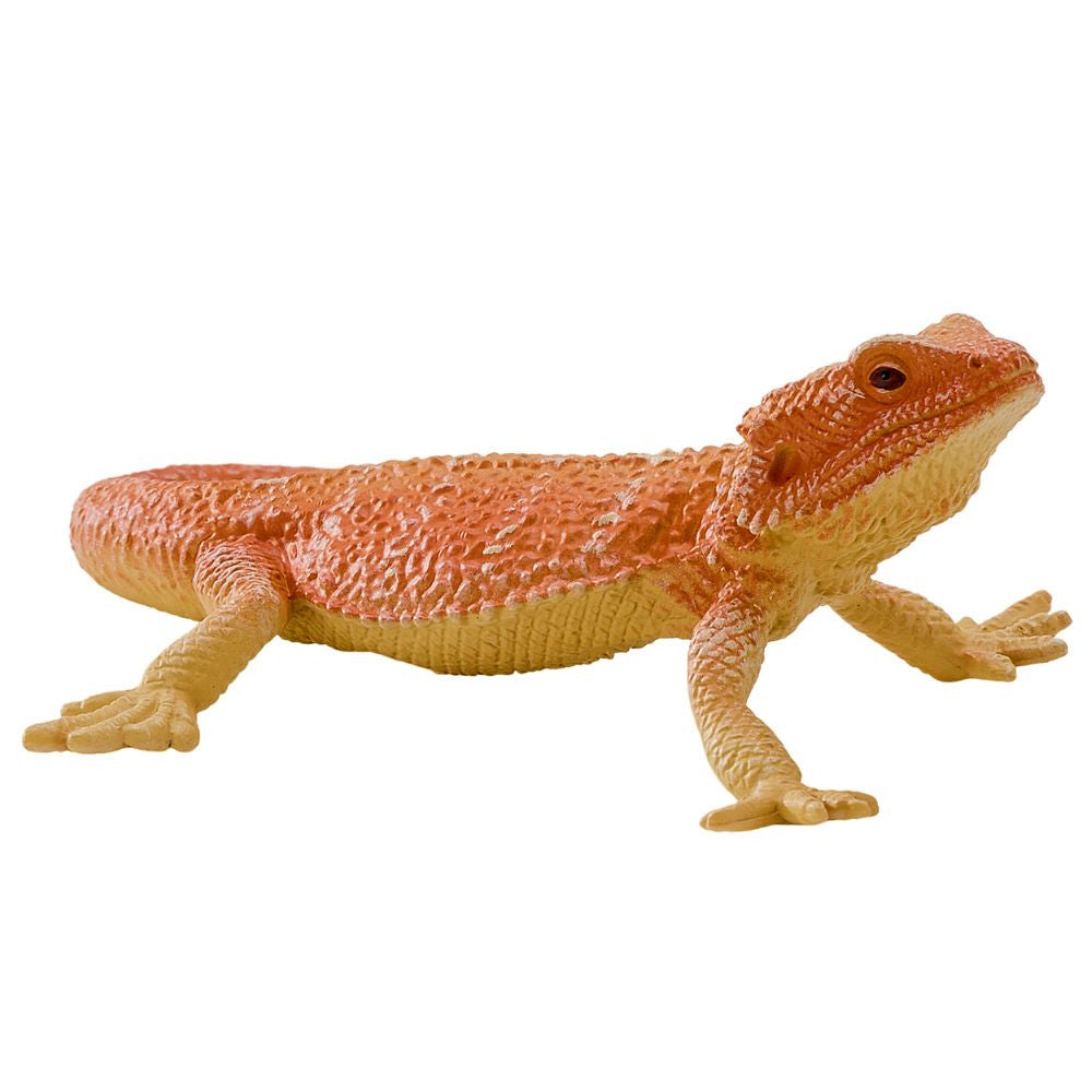 MOJO - Bearded Dragon