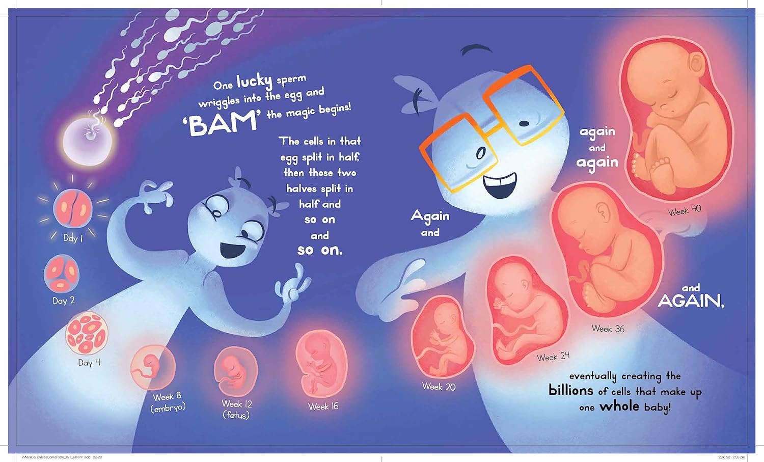 Whiz Kids Whats Next Sequence 36 piece Puzzle