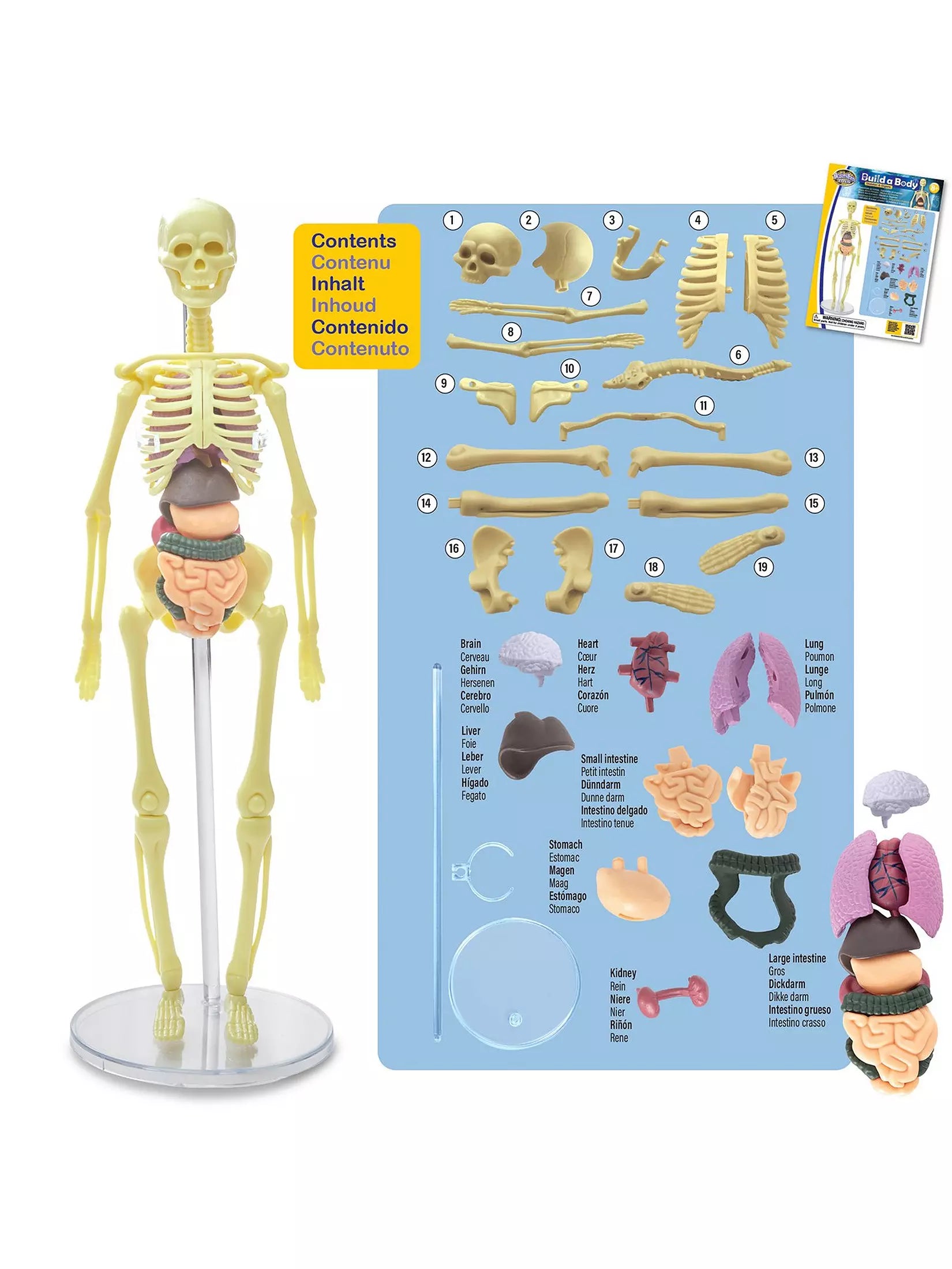 Build a Body Skeleton & Organs