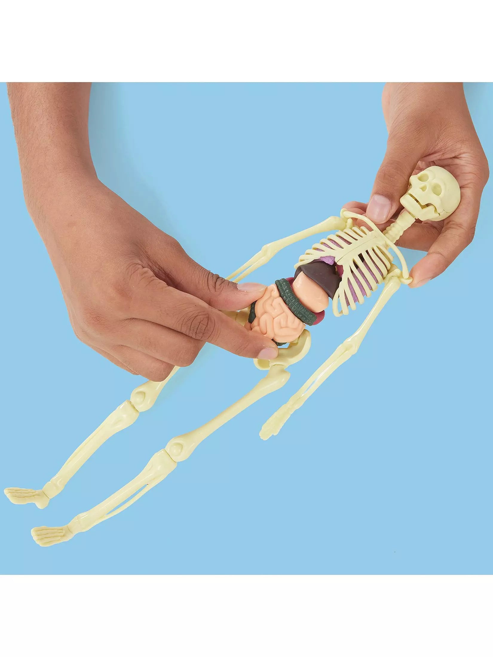 Build a Body Skeleton & Organs