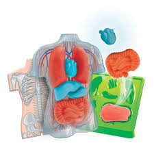 Clementoni Squishy Anatomy